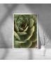 Εκτύπωση σε Αφίσα Χαρτί Green Cactus