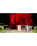 Ταπετσαρία Τοίχου Rose Red&Black